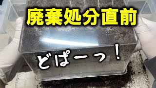 ４連発！放置プレイしていた廃棄処分前の産卵ケースをひっくり返すと…