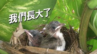 白頭翁 ( 5 ) 成長後期 (離巢) Chinese Bulbul out ( 5 ) 2019.JUN.29-30