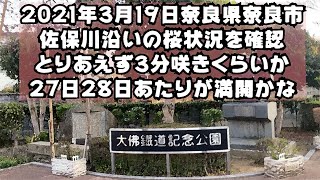 桜は満開か？佐保川沿いを桜状況を確認。奈良県奈良市駅から徒歩で行ける桜の名所、佐保川の桜を3月19日に確認してきましたよ。