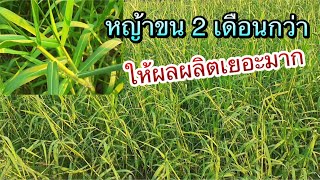 หญ้าขน ลำต้นไม่ได้แข็งอย่างที่คิดเลย ให้ผลผลิตเยอะด้วย|Im Channel