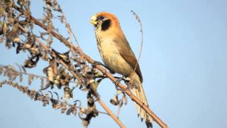 spot-breasted parrotbill (Paradoxornis guttaticollis)