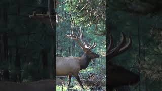 Trophy Bull Elk Oregon Public Land | Archery Hunting