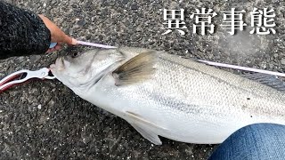 【シーバス】釣りに行ったら異常事態だった．．．ランカーも連発！この事態を見てほしい