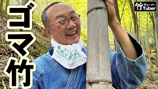 【竹虎】竹林で自然に変身！ゴマ竹について  竹チューバー竹虎四代目の世界