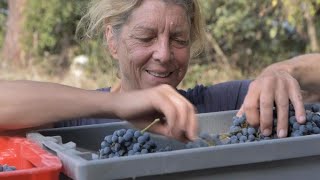A new crop: The rise of women winemakers