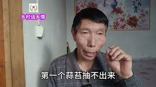 大家注意了，大蒜用上它不抽薹蒜头还小，不少人吃过亏 #新农人计划2024 #三农计划