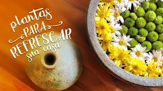 SALA QUENTE? Estas PLANTAS REFRESCAM sua casa – #ALoucaDasPlantas ep. 6