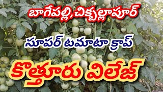 కొత్త టమోటా తోట ఇన్ఫర్మేషన్/nice tomato crop super tomato crop new tomato plantation information