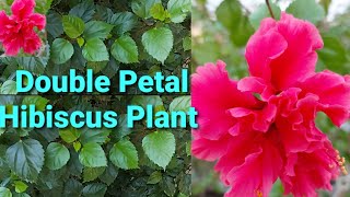 How to Grow and Care Double petal Hibiscus Plant 🌺 || How to Propagate them through Cuttings...