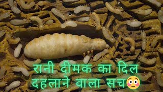 क्या होती है दीमक,क्या आप जानते हैं??What are termites, do you know?      7877357415,