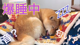 気持ちよさそうに寝てる柴犬の横にエサを置いたらいつ気づくのかやってみた！