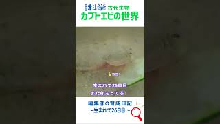 カブトエビ日記～ラスト：26日目　今日も卵をもっていた　#カブトエビ　#学研の科学