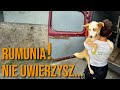 Pomoc dla rumuńskich psów. Codzienna walka o życie. [cz. 1/2]