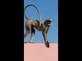 monkey long jumping