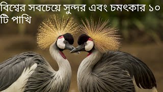 sবিশ্বের সবচেয়ে সুন্দর এবং চমৎকার ১০ টি পাখি (10 most beautiful birds on planet earth)