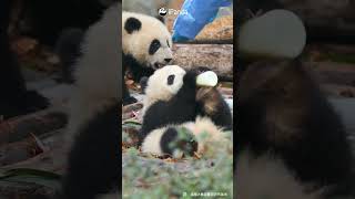 Wherever There Is Bottled Milk, There Are Baby Pandas | iPanda #shorts