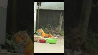 FAKE TIGER VS FARMER SCARY PRANK FOR LAUGHING! | SAGOR BHUYAN