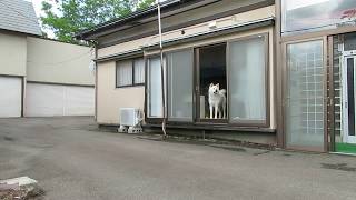 【秋田犬ゆうき】飼い主がピカピカの新車♪に乗って帰って来ました【akita dog】