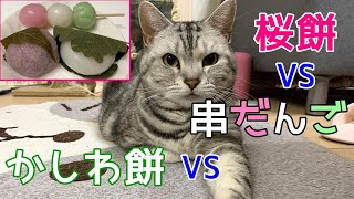 関西弁をしゃべる猫あんなちゃんと和菓子さん　おしゃべりペット