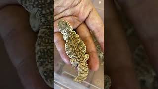 Uromastyx