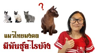 แมวไทยมงคล มีสายพันธุ์อะไรบ้าง สาระนานา