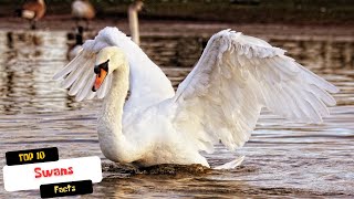 10 Fascinating Facts About Swans You Didn't Know!