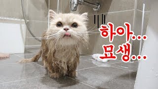 쪼꼬미 고양이 예쁘게 목욕해요