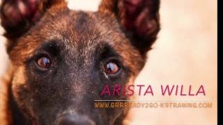 Willa - agility foundations of a crazy malinois girl (part 1)