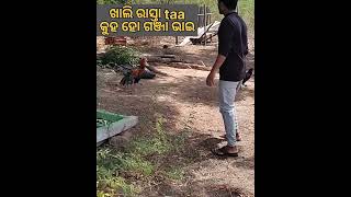 ଗଞ୍ଜା ଭାଇ ରାସ୍ତା ଟା କୁହ 🤣🤣 #funny #shortsvideo #Amarendra