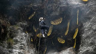 The Dangerous, Spiritual Work of Harvesting Mad Honey from Nepal