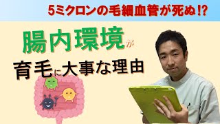 【育毛と腸内環境】薄毛が進行するとき直径5ミクロンの毛細血管が消滅する