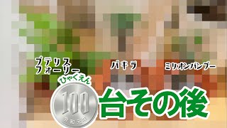 その後の100円台で楽しむ観葉植物 ミリオンバンブー/パキラ/プテリスフォーリー