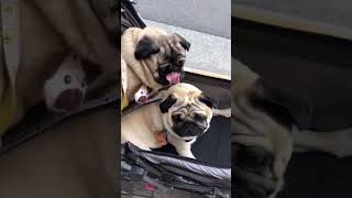 バギーの前の席を死守するパグwww 　お散歩編#shorts #パグ #pug #多頭飼い #犬#dog #京都 ＃はなぺちゃ#衝撃映像 #ショート #面白い#お散歩編#バギー#ペットカート