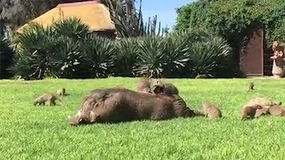 Friendly Warthogs Love All Animals