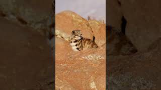 Scientists did not believe in its existence. Andean mountain cat #animals #nature #wildlife