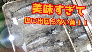 期間限定のこの魚【メジカの新子】を食べに行く！