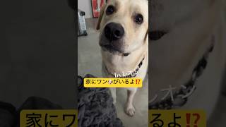 🐾最近何故かぶ〜太郎が犬の鳴き真似をよくしてます🤭全然似てないけど、レオンは付き合ってくれて優しいなぁー❤️😝❤️ #ラブラドール #子犬 #大型犬#ラブラドールレトリバー