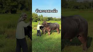 ยืนคู่ #ควายงาม #animals #ควายไทย #buffalo #ควาย #ควายเผือก #amazing #ข่าววันนี้ล่าสุด #amazing #สวย