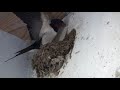 ただひたすらツバメの巣作りを見つめる just watch how swallows build their nest リラックス時間のお供に 倍速なしでゆったり見ましょう