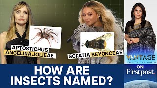 Chinese Scientist Goes Viral, Names New Spiders After Pop Songs | Vantage With Palki Sharma | N18G