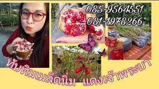 ทับทิมเมล็ดนิ่ม แดงเจ้าพระยา    มีกิ่งพันธุ์ จำหน่าย  ติดต่อ 081-1978266 หรือ 085-9464551