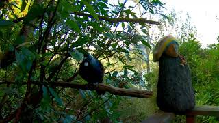 Iconic Native Bird, Tui talking Tui. Have you heard ?