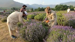 Beautiful 620 Kanals #LavenderPark #Sirhama nestled in the lap of the Himalayas in Kashmir. #mtb