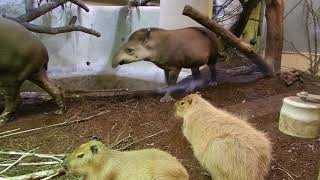 カピバラとブラジルバク　Capybara\u0026 Lowland tapir　2013 1204