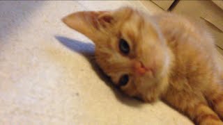 茶トラ子猫「ひろし」本能VS寝るzZZ カーペットの上が似合うな〜 Cute Kitty Worn Out...but then!