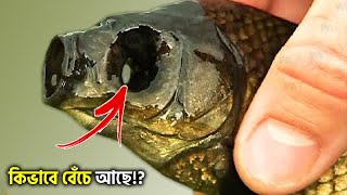 অলৌকিক এই মাছটি নিজের মরণকালেও হাসে! Unbelievable Superpowers of Fishes