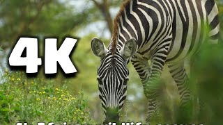 Kenya wildlife safari