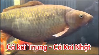 Hồ Cá Koi 2 Khối Nuôi Cá Trung Khá Đẹp - Cá Koi Nhật và Cá Trung Loại Nào Đẹp.Hồ A Dũng ở Quảng ninh