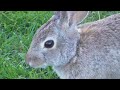 difference between rabbits and jackrabbits hares short documentary