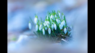 Snežienka jarná (Galanthus nivalis L.)